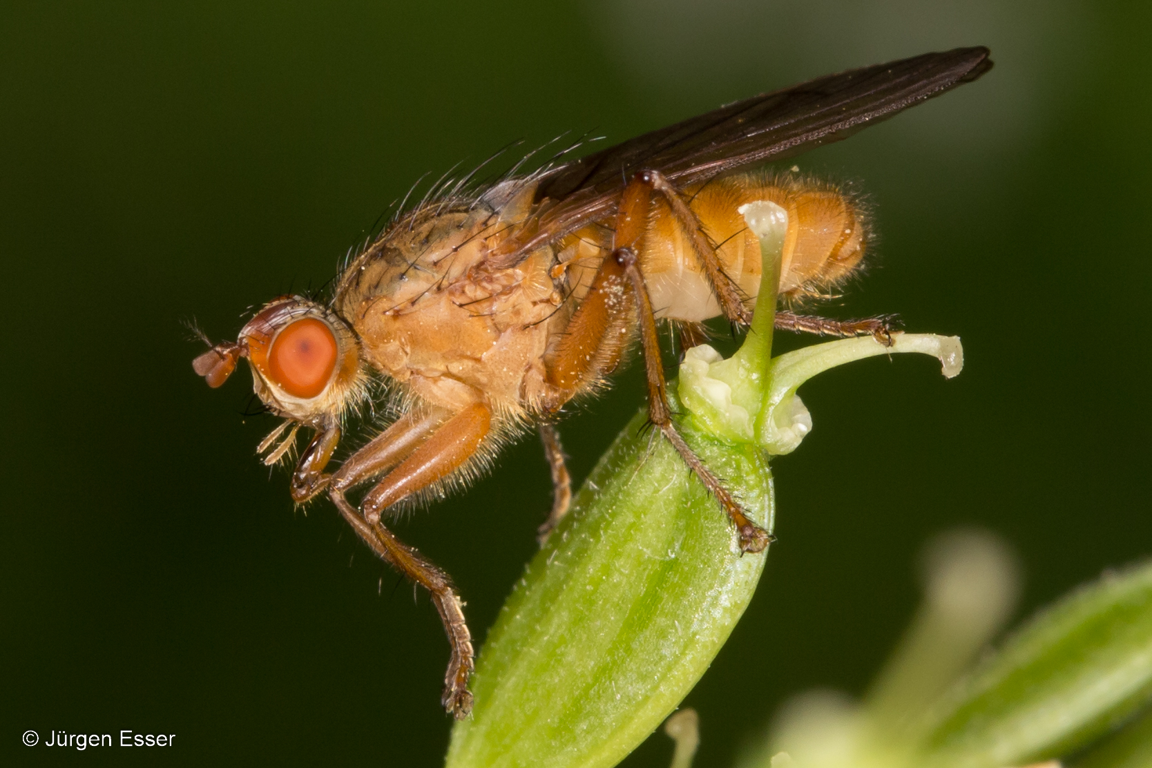 Dungfliegen (Diptera: Scathophagidae)