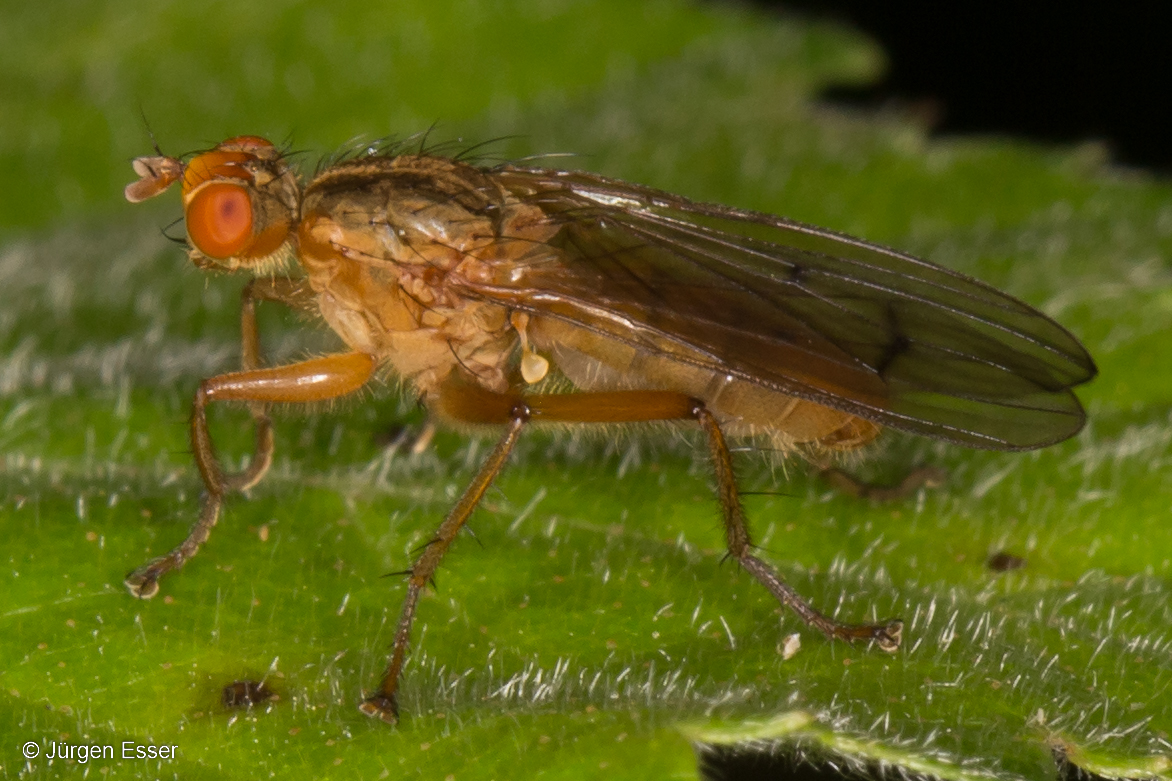 Dungfliegen (Diptera: Scathophagidae)