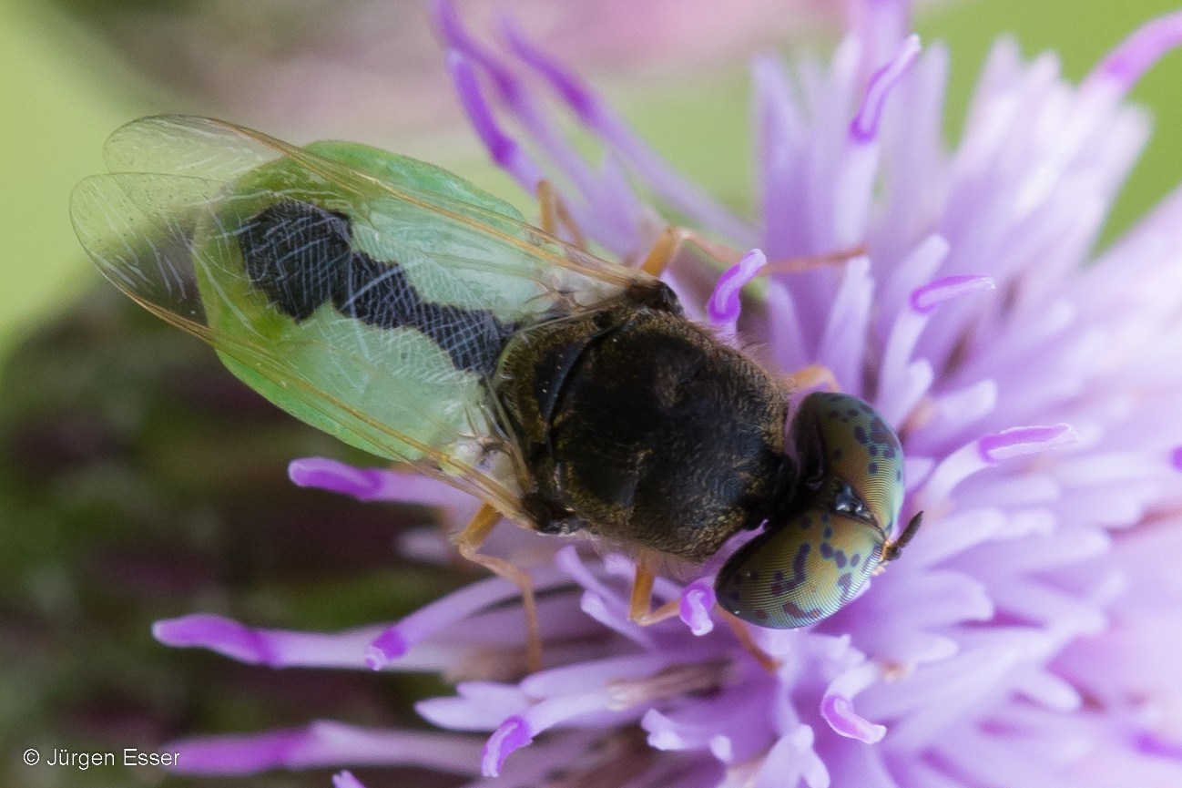 Waffenfliegen (Diptera: Stratiomyidae)