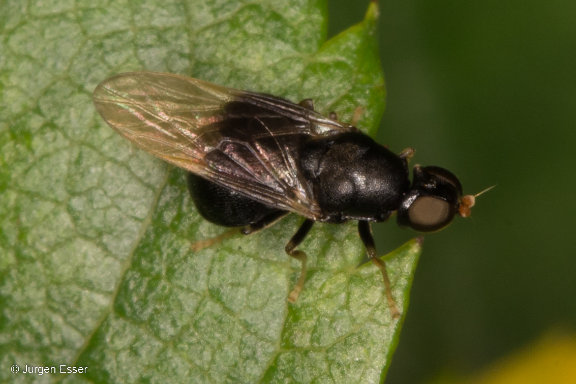 Waffenfliegen (Diptera: Stratiomyidae)