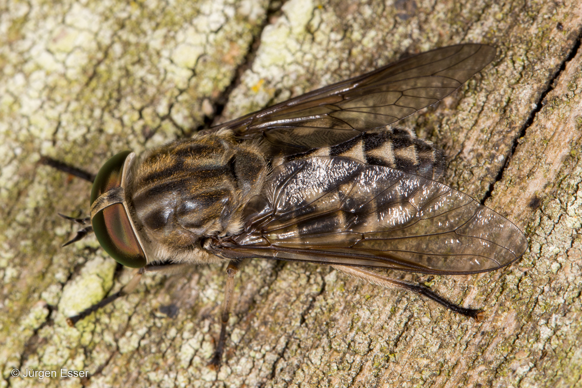 Bremsen (Diptera: Tabanidae)