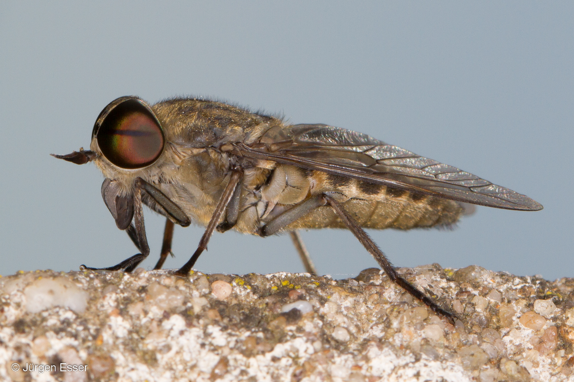 Bremsen (Diptera: Tabanidae)