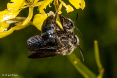 Andrena agilissima (Senf-Blauschillersandbiene)