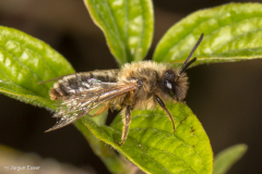 Andrena bimaculata (Schwarzbeinige Rippensandbiene)