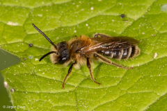 Andrena combinata (Dichtpunktierte Körbchensandbiene)