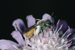 Andrena marginata (Skabiosen-Sandbiene)