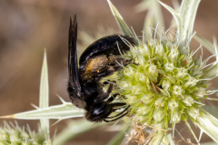 Andrena morio (Schwarze Düstersandbiene)