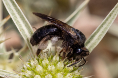 Andrena pilipes (Schwarze Köhlersandbiene)
