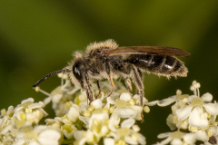 Andrena proxima (Frühe Doldensandbiene)