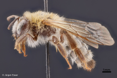 Andrena simillima (Ockerköpfige Herbstsandbiene)