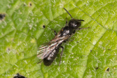 Chelostoma campanularum (Kurzfransige Scherenbiene)