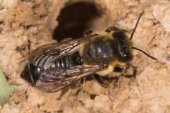 Megachile versicolor (Bunte Blattschneiderbiene)