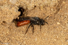 Sphecodes albilabris (Riesen-Blutbiene)