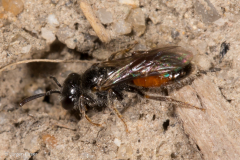 Sphecodes miniatus (Gewöhnliche Zwerg-Blutbiene)