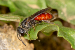 Sphecodes monilicornis (Dickkopf-Blutbiene)