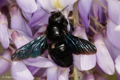 Xylocopa violacea (Blauschwarze Holzbiene)