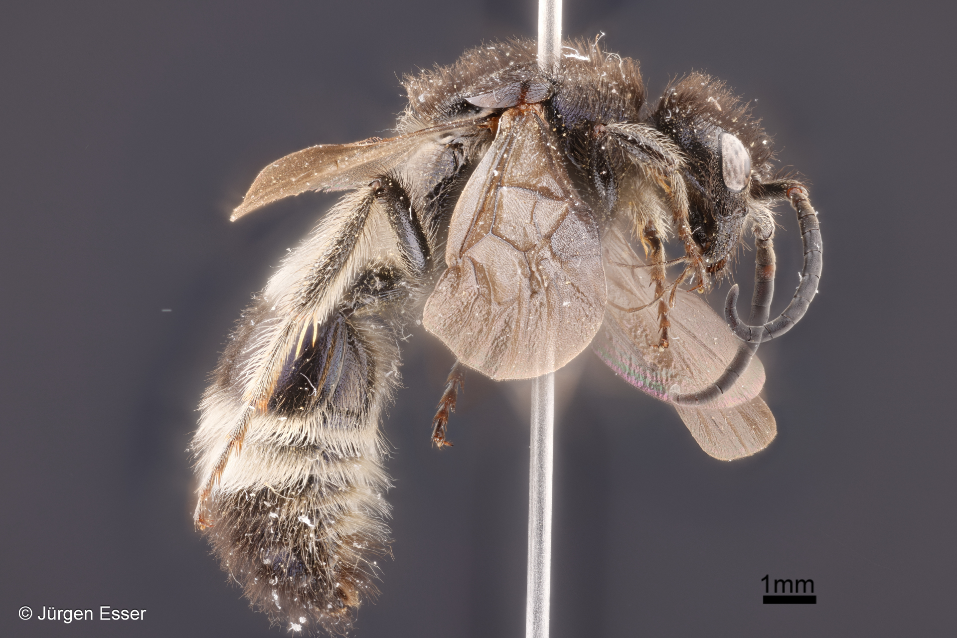Ameisenwespen (Hymenoptera: Mutillidae)
