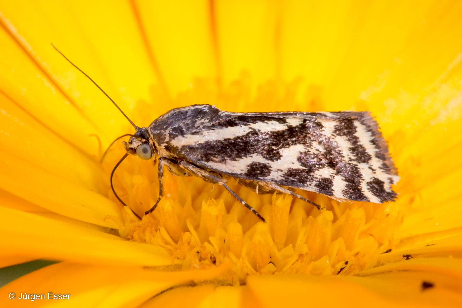 Acontia trabealis (Ackerwinden-Bunteulchen), Familie Noctuidae (Eulenfalter)