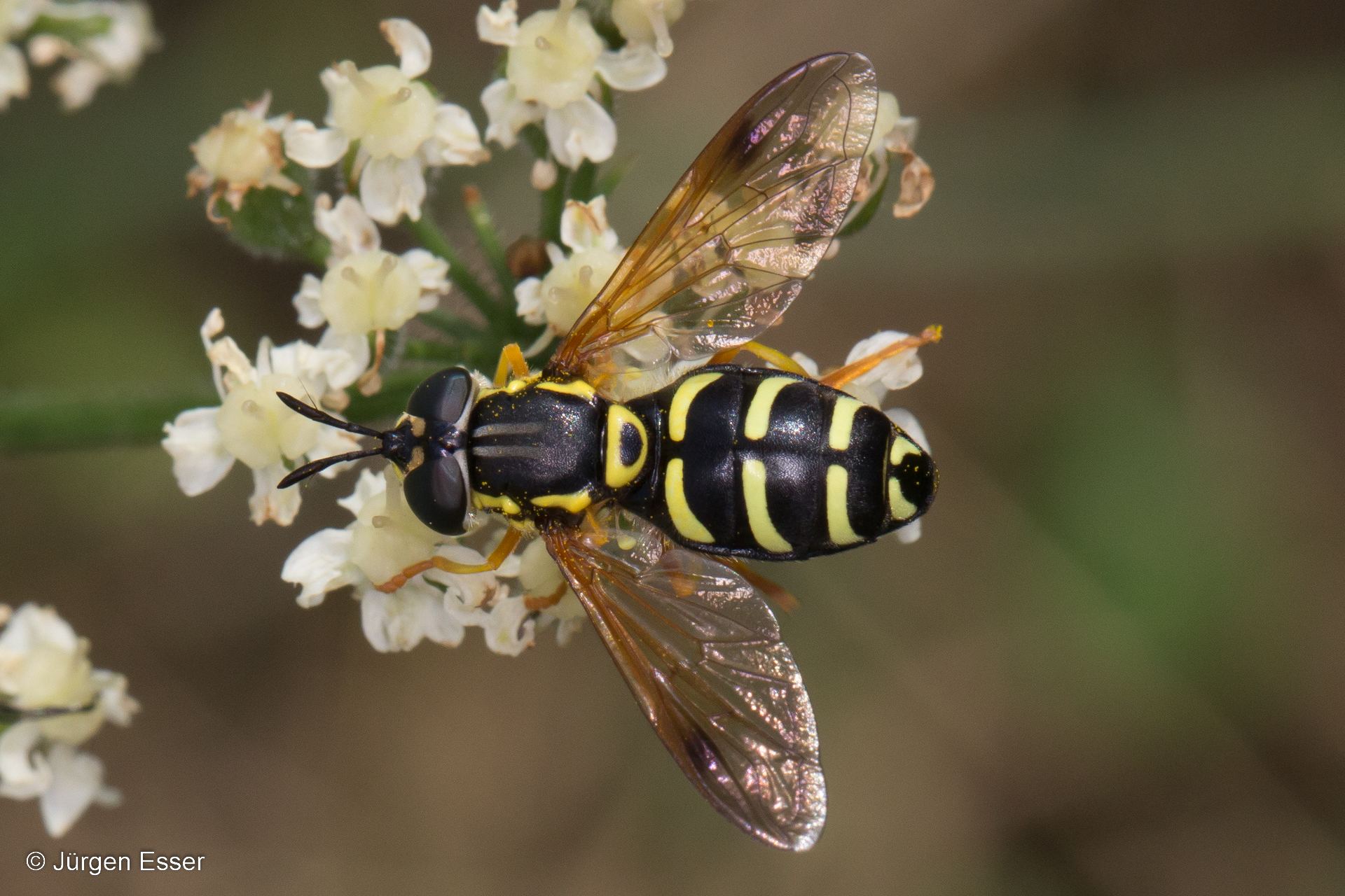 Chrysotoxum festivum (Wiesen-Wespenschwebfliege), Familie Syrphidae (Schwebfliegen)
