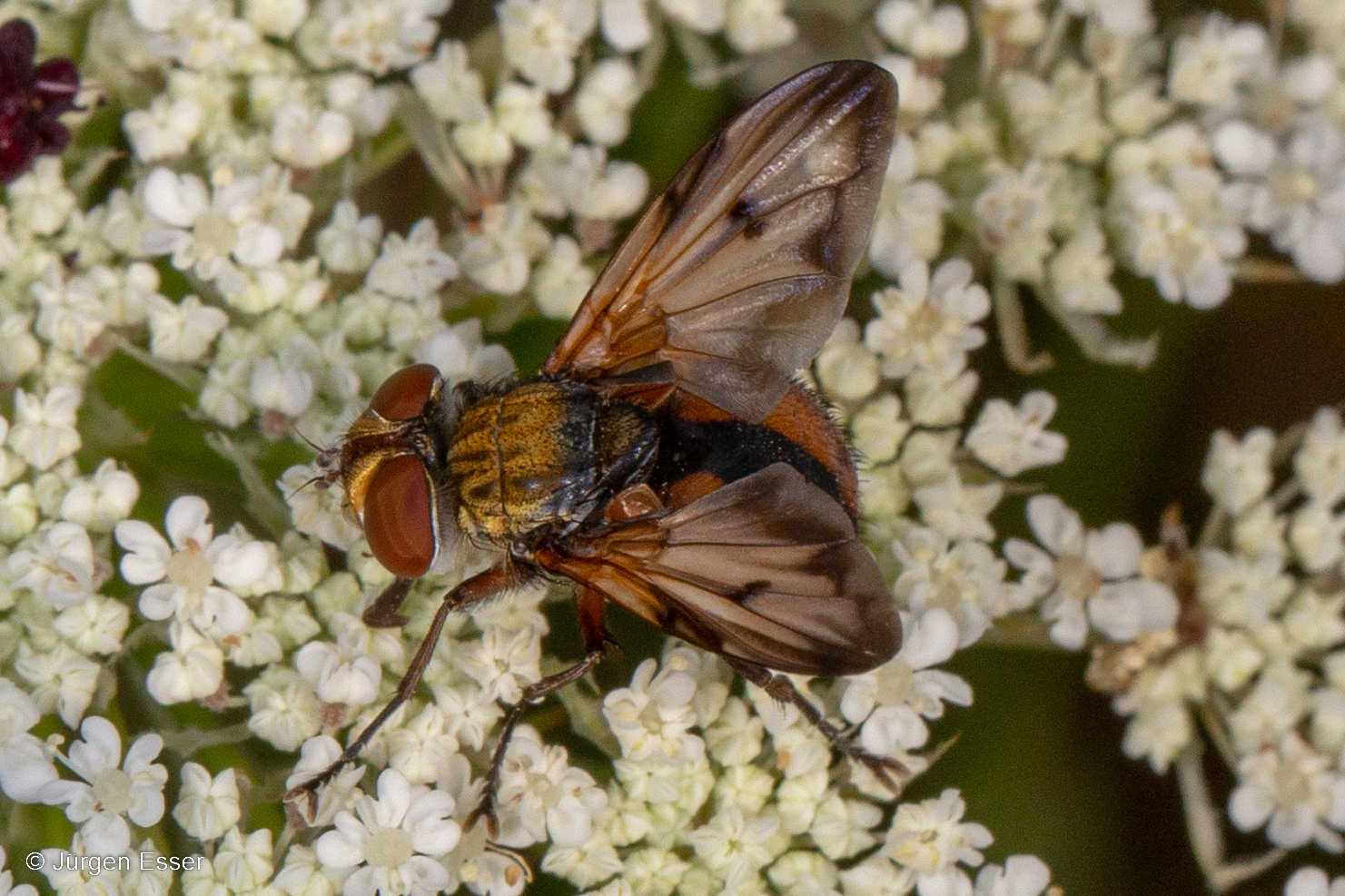 Ectophasia crassipennis, Familie Tachinidae (Raupenfliegen)
