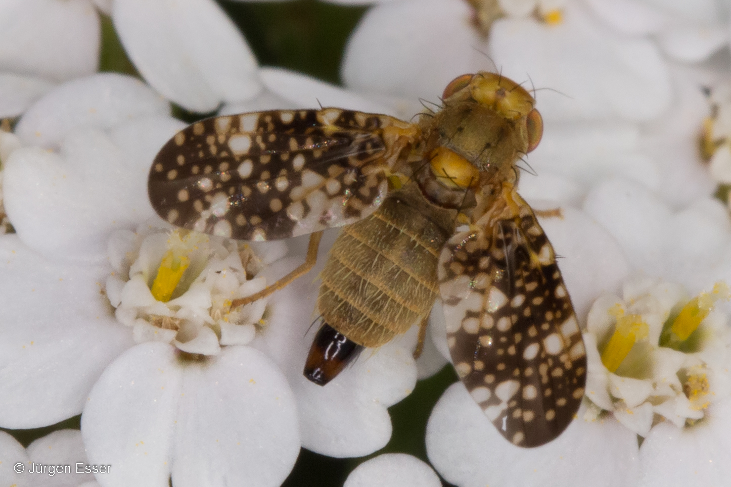 Oxyna flavipennis (Große Schafgarben-Bohrfliege), Familie Tephritidae (Bohrfliegen)