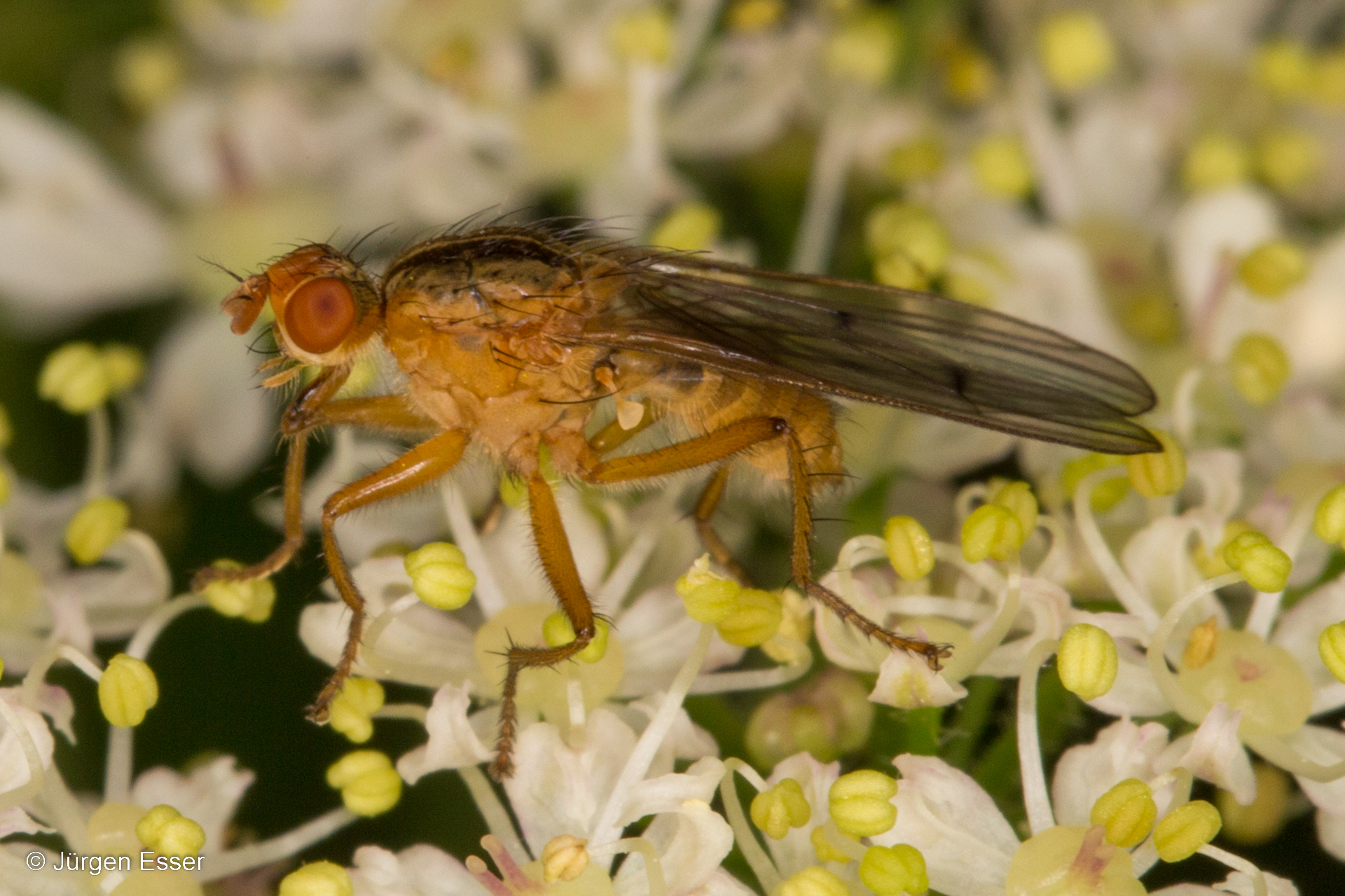 Scathophaga suilla, Familie Scathophagidae (Dungfliegen)