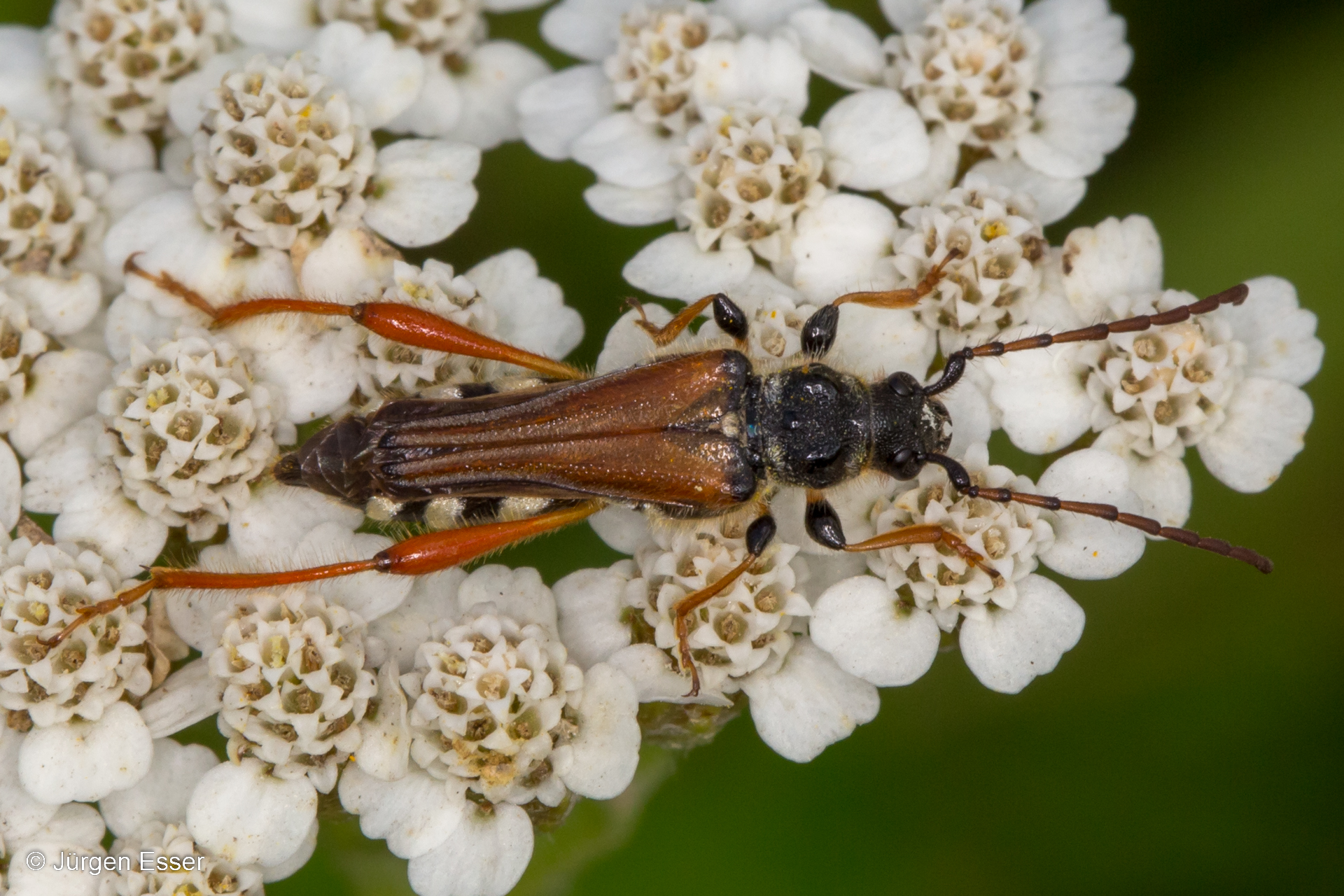 Stenopterus rufus (Spitzdeckenbock), Familie Cerambycidae (Bockkäfer)