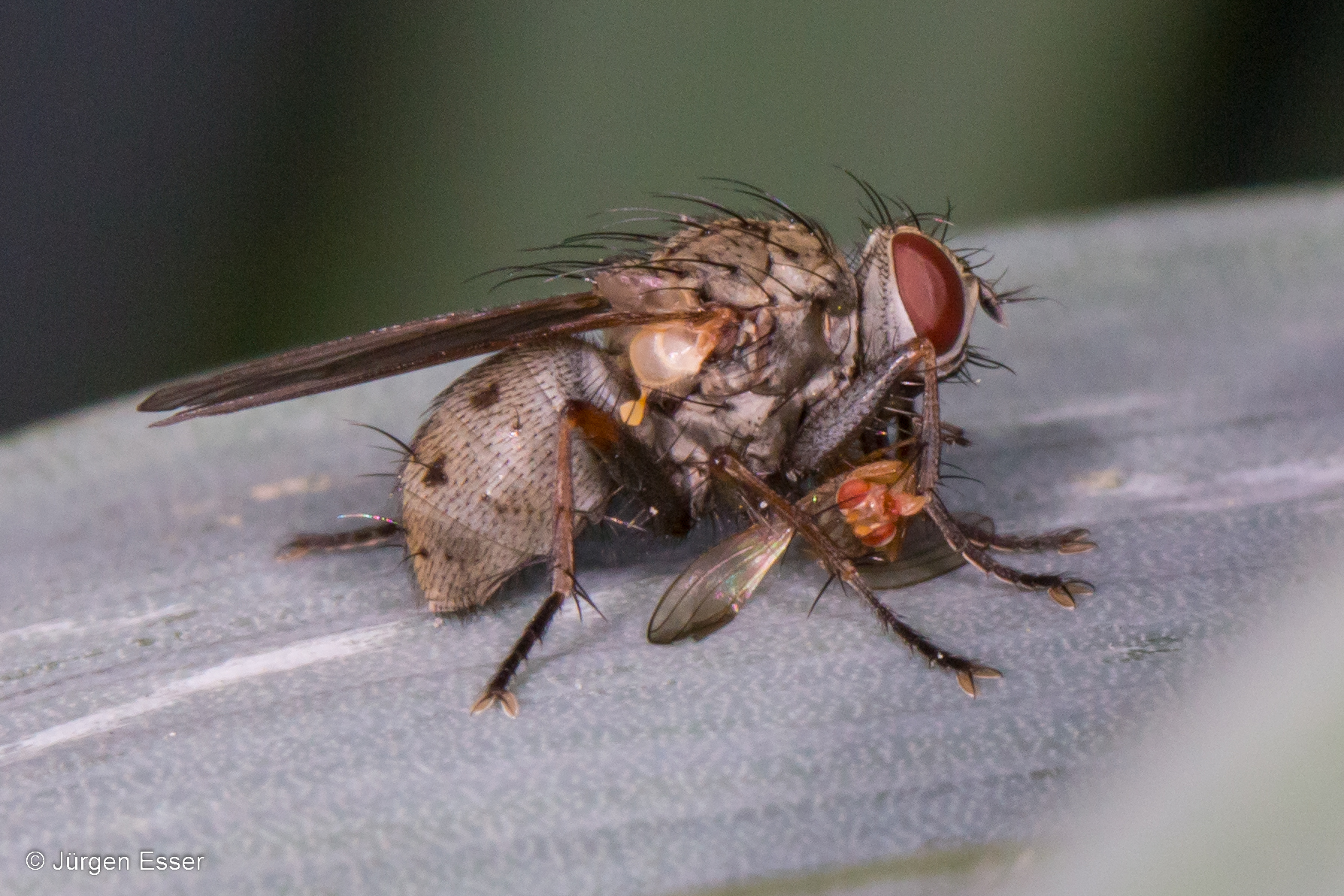 Echte Fliege (Coenosia sp.) mit erbeuteter Essigfliege.