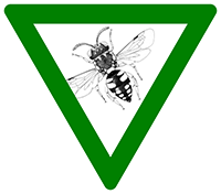 Waffenfliegen (Diptera: Stratiomyidae)